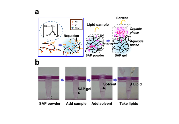 Figure 1. (a) Schematic illustration showing the principle of lipid extraction based on super absorbent polymers (SAPs). (b) Pictures representing the ov­erall process of lipid extraction in a microcentrifuge tube. 